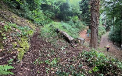 Expanding the recovery of the Ashley Combe woods
